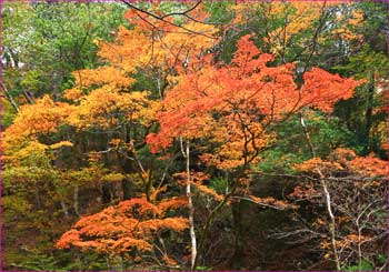 沢の紅葉