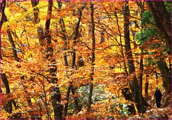 紅葉の森