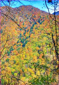 紅葉の尾根