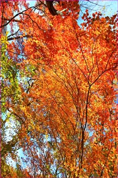 紅葉真っ盛り