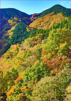 秦野峠紅葉