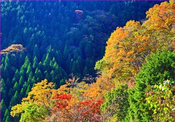 秦野峠林道紅葉