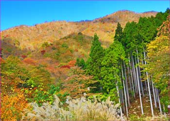 秦野峠へ途中