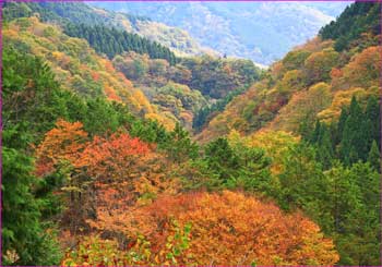 谷間の紅葉