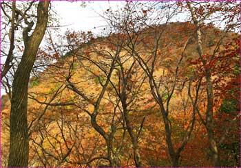 木立越しに山稜が