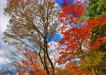 峠の紅葉