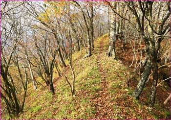 山神峠への道