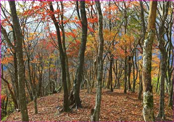 紅葉の尾根