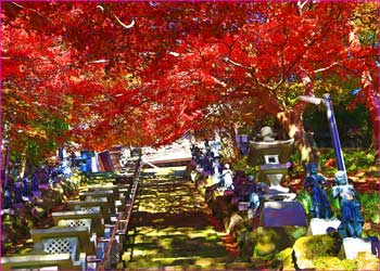 大山寺紅葉