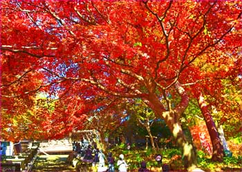 大山寺紅葉