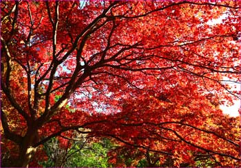 大山寺紅葉