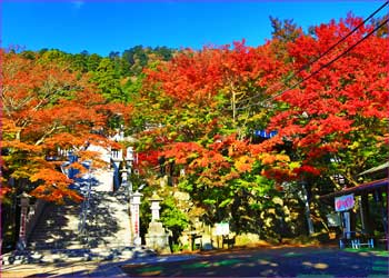 阿夫利神社紅葉