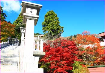 阿夫利神社前紅葉