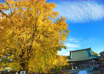 遊行寺大銀杏