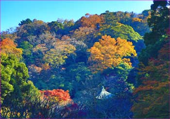 瑞泉寺秋模様