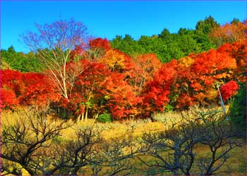 紅葉華やか