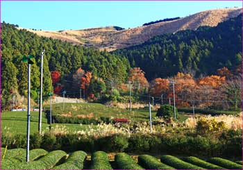 大野山望む