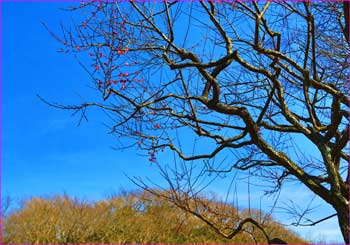 新林公園梅咲く