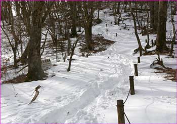 雪道