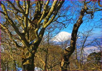 ブナに富士山