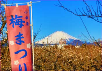 梅祭り