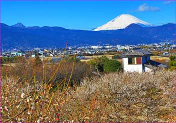 中河原梅林