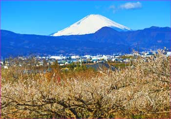 梅林に富士山