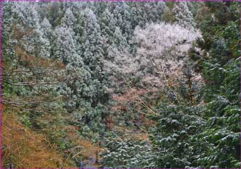 ヤビツ峠あたりの雪化粧