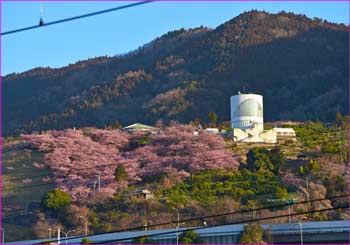 松田公園河津桜