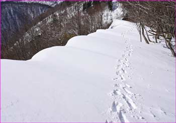 雪庇の尾根を大根を