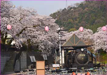 鉄道公園の桜