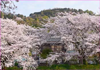 桜満開