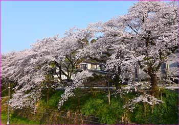 桜並木