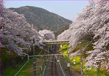 山北桜満開