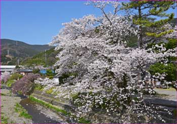 桜満開