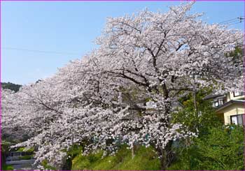 桜満開