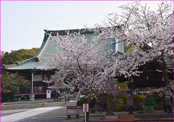 遊行寺の桜