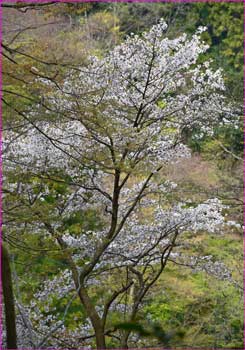 山桜が