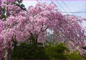 しだれ桜