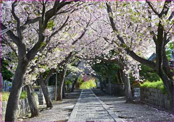 八重桜満開