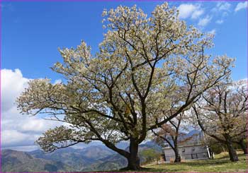 山桜