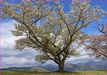 満開の山桜