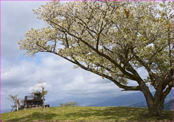 大野山山頂