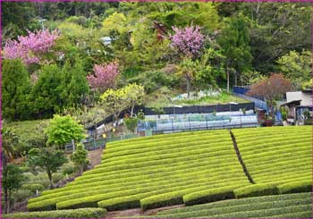 市間茶畑