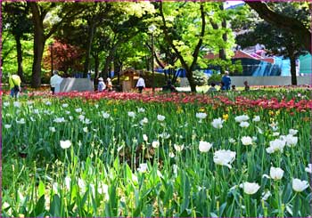 横浜公園