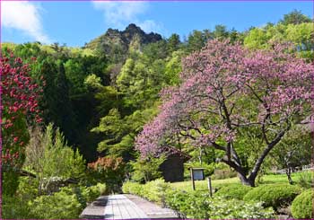 中禅寺参道