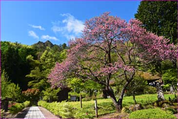 中禅寺春盛り