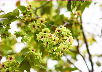 御衣黄桜