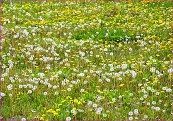 畑に野花が