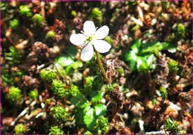 苔に白花